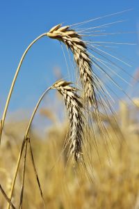 Delle spighe d'orzo pronte per essere mietute.