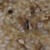 Risotto con ‘nduia calabrese e nocciole