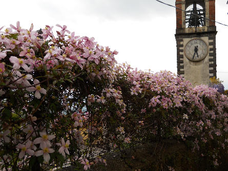 La clematide che ha piantato mia sorella: un tripudio di fiori a decorare una vecchia rete arrugginita, impreziosendola come nient'altro riuscirebbe a fare.