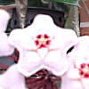 Hoya carnosa, ovvero la pianta dei fiori di cera, che fa attendere ben 12 anni prima di mostrarsi in tutta la sua bellezza.