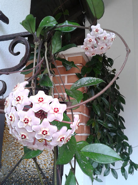 Hoya carnosa, ovvero la pianta dei fiori di cera, che fa attendere ben 12 anni prima di mostrarsi in tutta la sua bellezza.