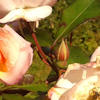 Tralcio di rose