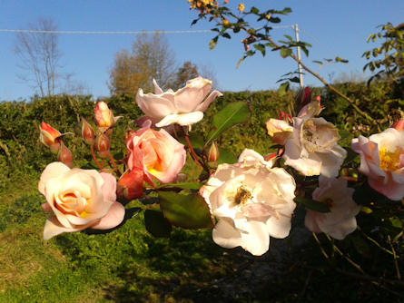 Tralcio di rose