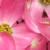 Primavera